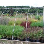 A rainbow of ornamental grasses in  August